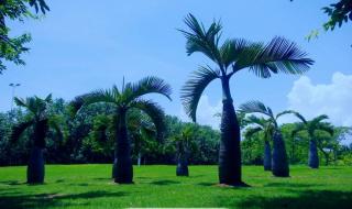 深圳红树林公园 深圳红树林公园