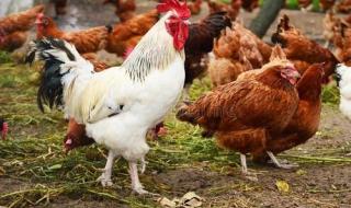 狗狗得细小到底要不要禁水禁食 狗为伴侣动物拟禁食