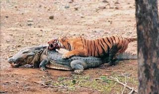 孟加拉虎在什么地方生活 首次拍到孟加拉虎