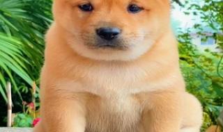 中华田园狗 中华田园狗