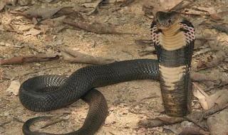 凶猛太攀蛇 凶猛太攀蛇