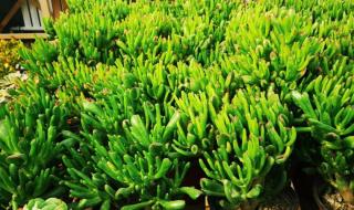 西安花卉市场 西安花卉市场