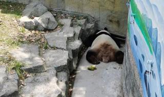 上海野生动物园一日游 上海野生动物园一日游