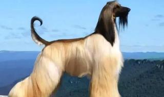 阿富汗喝什么酒 阿富汗女主播禁工作