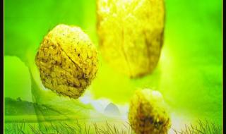 金色的草地时序观察法 金色的草地教学设计