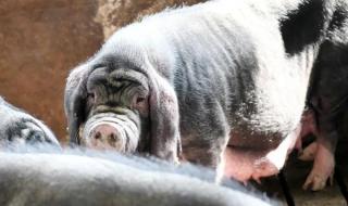 猪是哪个国家的国宝 猪是哪个国家的国宝